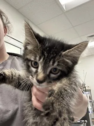 A baby medium-sized female Domestic Short Hair cat named Trix for adoption in West Chester, PA