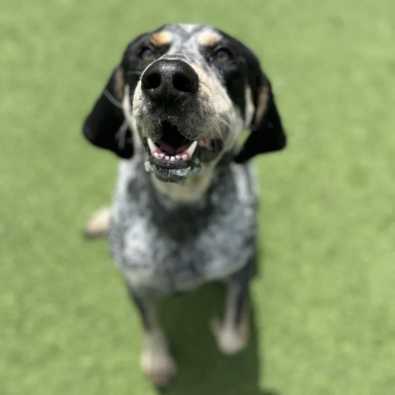 An adult large-sized male White / Cream Bluetick Coonhound dog named Zorro for adoption in LOXAHATCHEE, FL