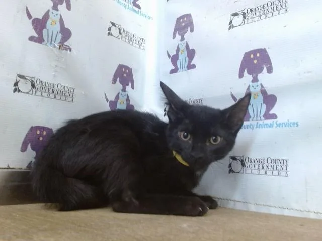 A baby small-sized male Domestic Short Hair cat named Leaf for adoption in Orlando, FL