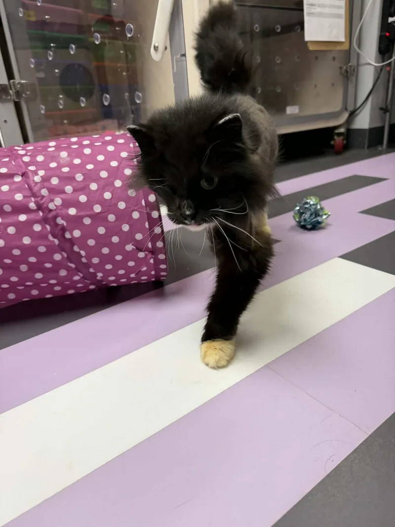 Martha Wayne thumbnail 2