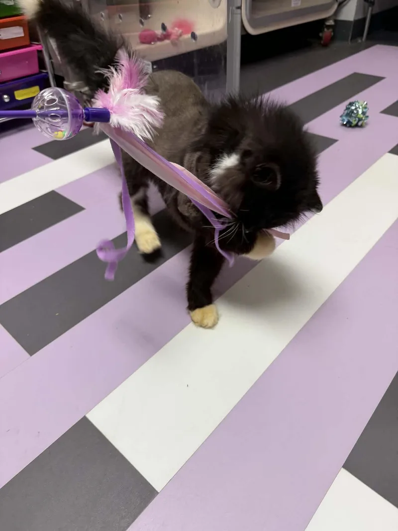 Martha Wayne thumbnail 3