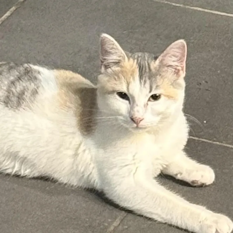 A baby medium-sized female Dilute Calico Domestic Medium Hair cat named Dolly P for adoption in Liverpool, TX