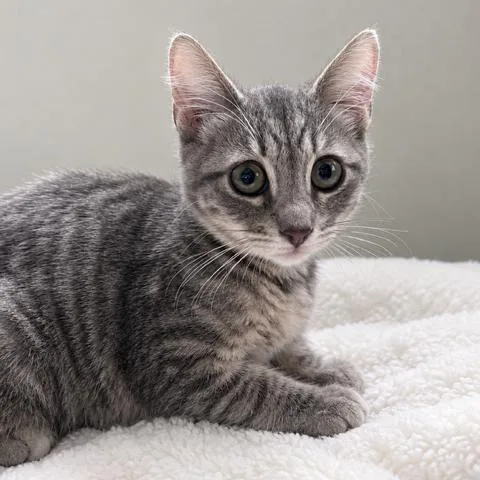A baby small-sized female Gray / Blue / Silver Domestic Short Hair cat named Winnie for adoption in Long Beach, CA