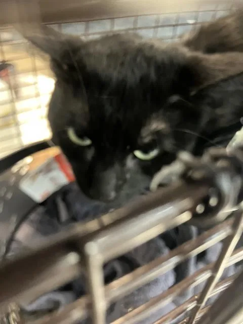 A young medium-sized male Domestic Short Hair cat named Vigo for adoption in Long Beach, CA
