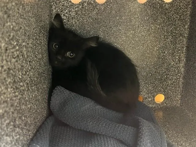 Jiji