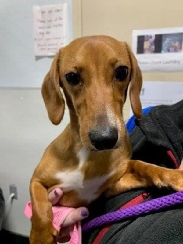 An adult small-sized female Dachshund dog named Daisy Duke for adoption in Dallas, GA