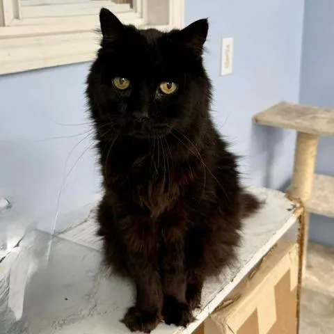 A senior small-sized female Gray / Blue / Silver Domestic Long Hair cat named C Onyx for adoption in Franklin, PA