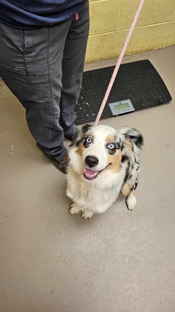 A young medium-sized female Australian Shepherd dog named Toodles for adoption in Crossville, TN