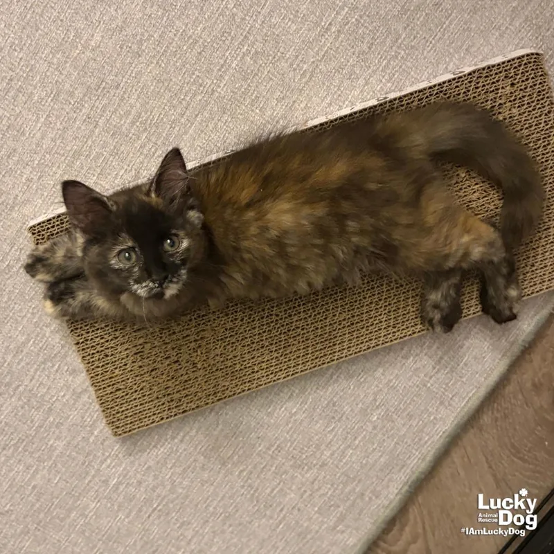 A baby medium-sized female Domestic Medium Hair cat named Bunny for adoption in Washington, DC