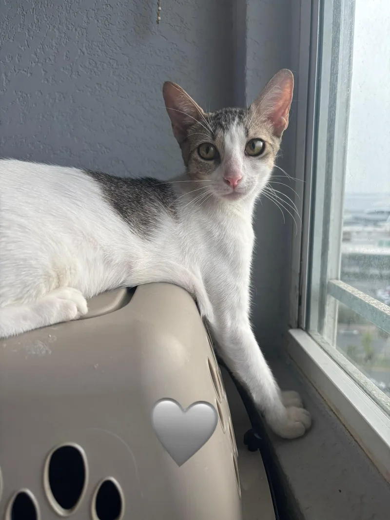 Paloma