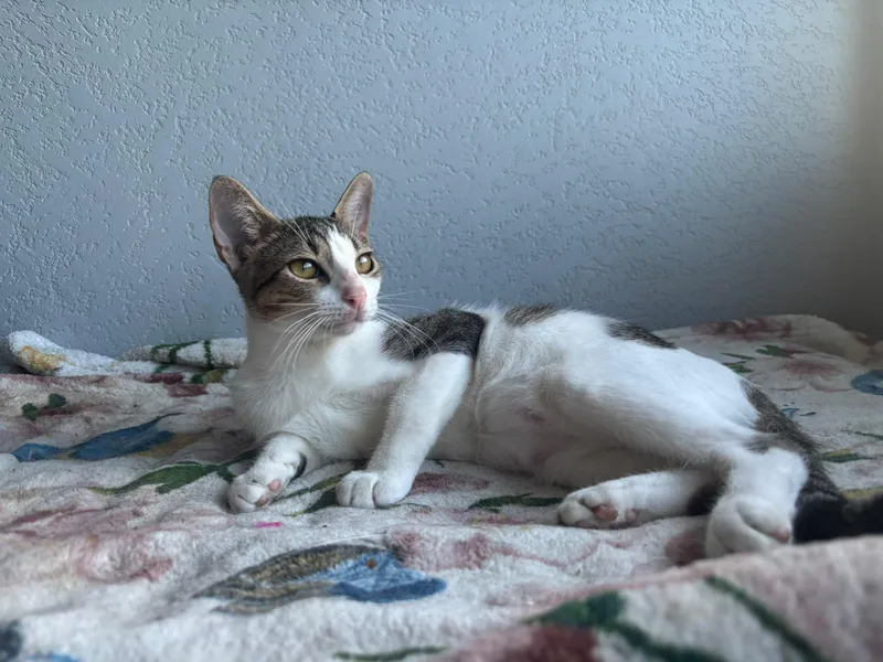 Paloma thumbnail 5