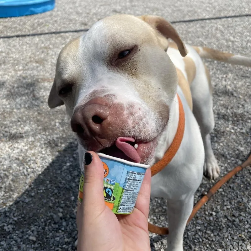 An adult large-sized male White / Cream Pit Bull Terrier dog named Kash for adoption in York, PA