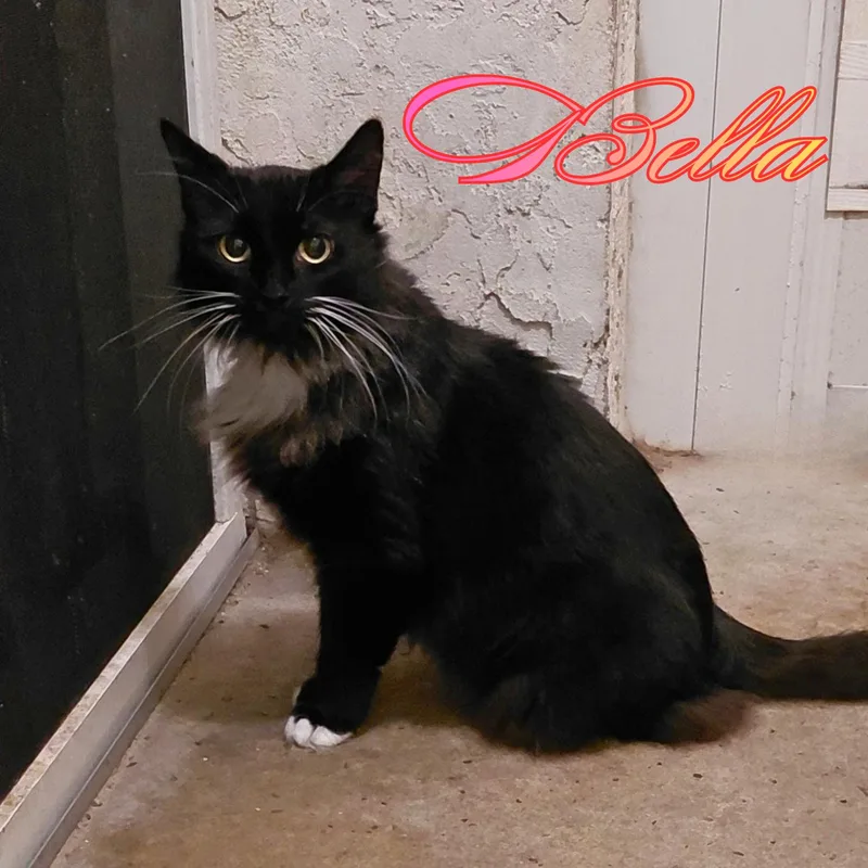 A senior medium-sized female Domestic Long Hair cat named Bella for adoption in Orange City, FL