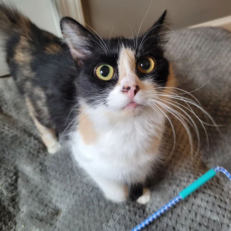 A young medium-sized female Domestic Long Hair cat named Panda Express for adoption in Indianapolis, IN