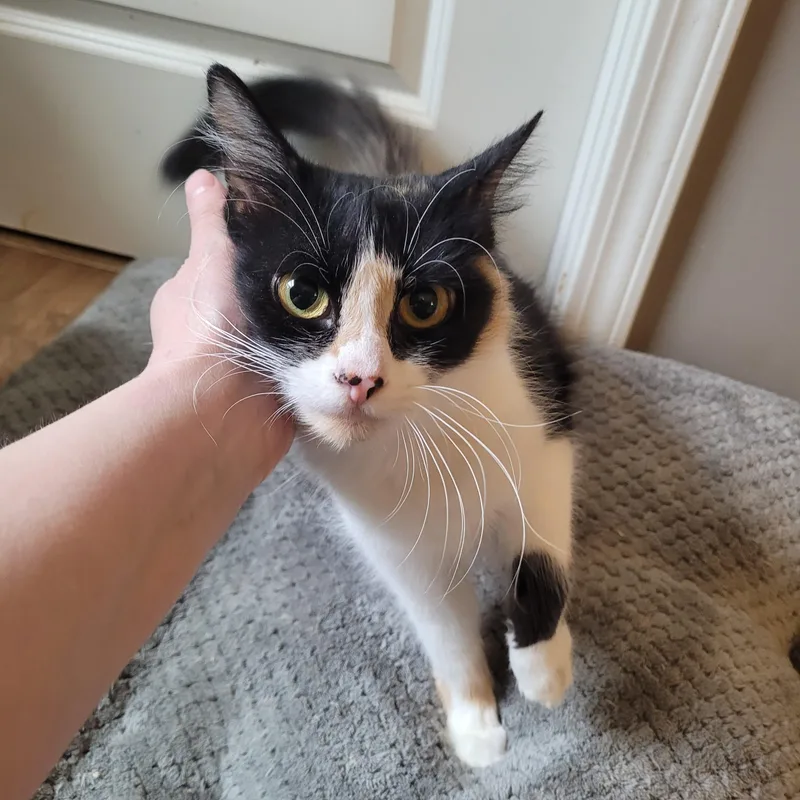 Panda Express thumbnail 2