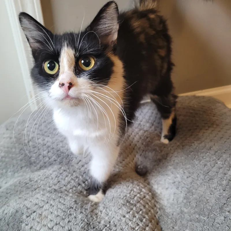 Panda Express thumbnail 3