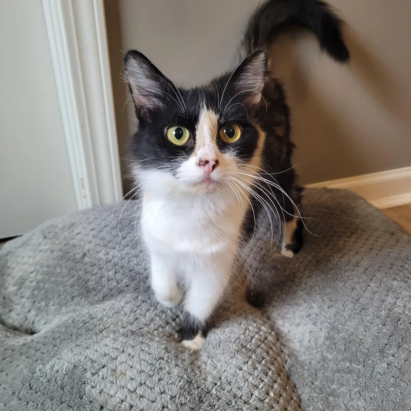 Panda Express thumbnail 4