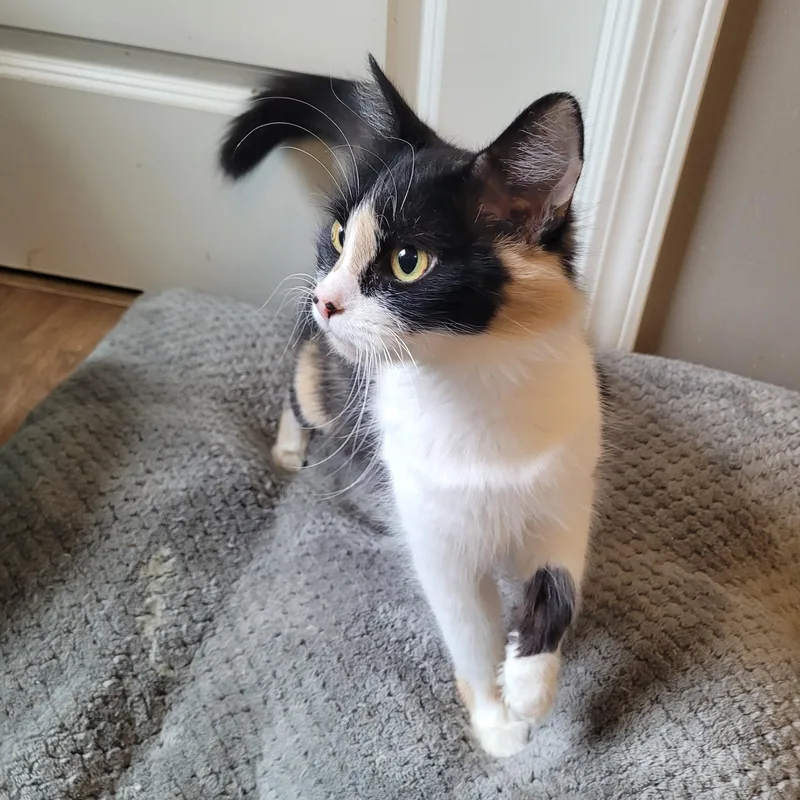 Panda Express thumbnail 5