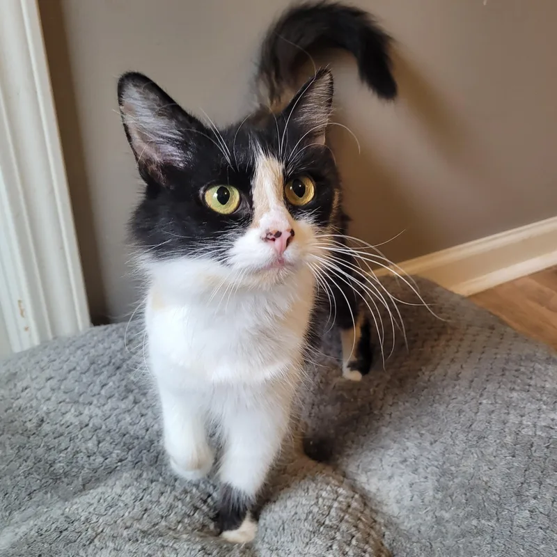 Panda Express thumbnail 6