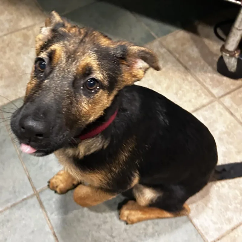 A baby medium-sized male Black Mixed Breed dog named Otto for adoption in Chattanooga, TN
