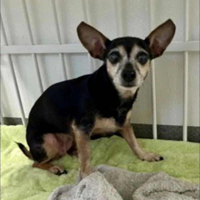 A senior small-sized female Black Chihuahua dog named Precious for adoption in Tyrone, GA