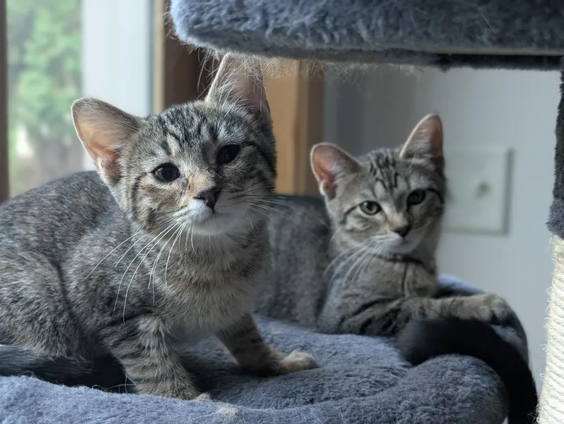 A baby small-sized female Domestic Short Hair cat named Sprout Fern for adoption in Minneapolis, MN