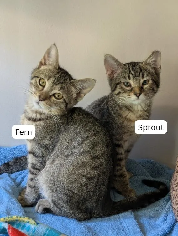 Sprout  Fern thumbnail 4