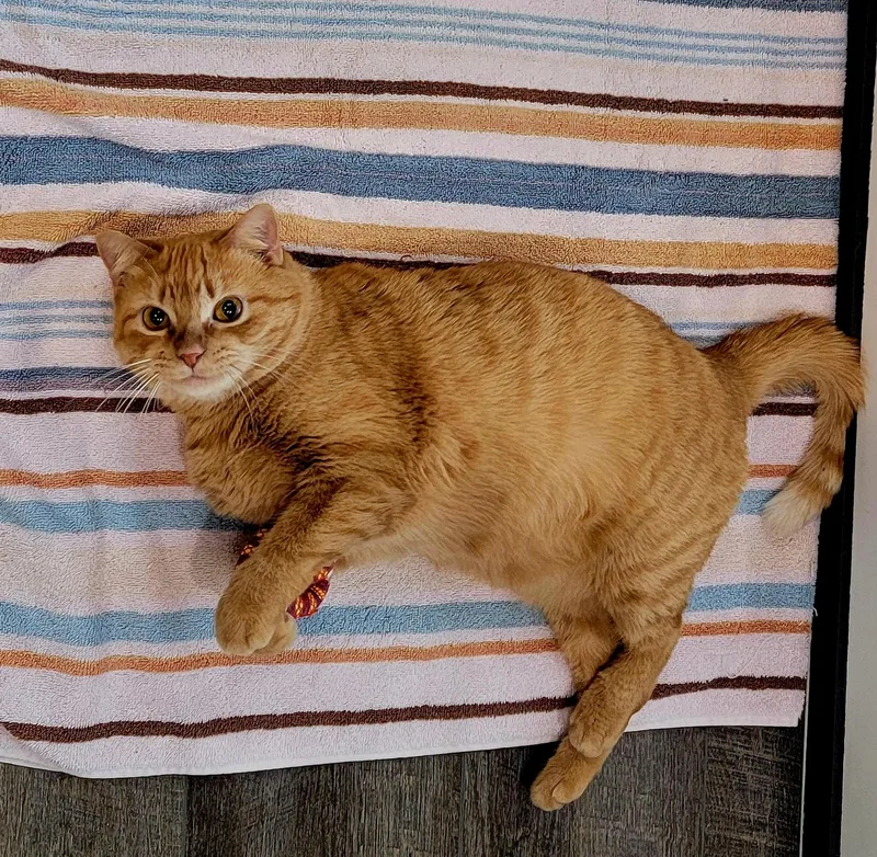 Pumpkin Spice thumbnail 2