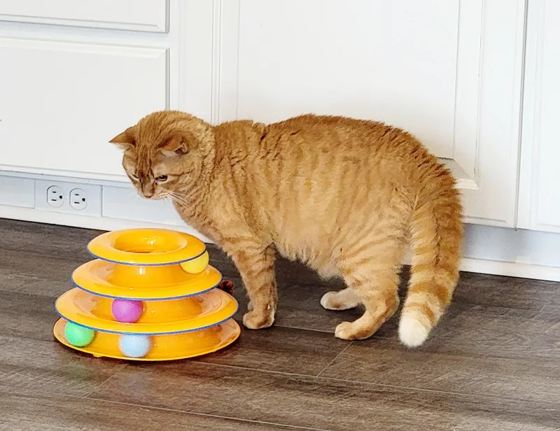 Pumpkin Spice thumbnail 3