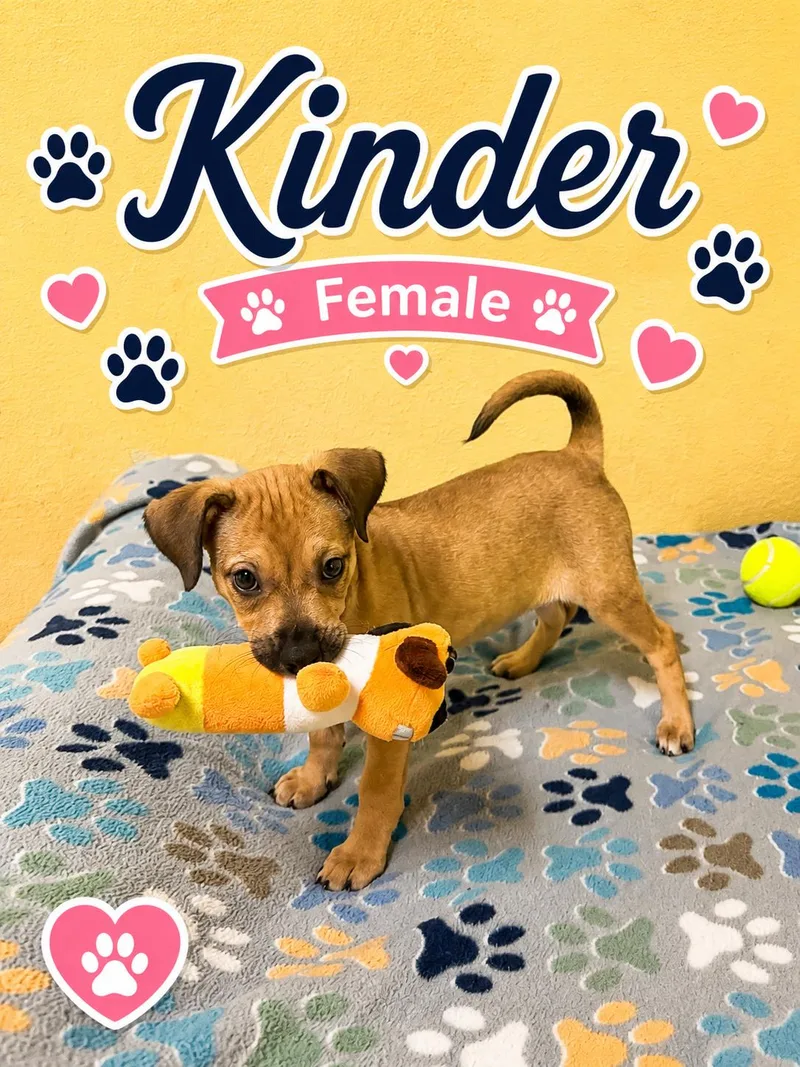 Kinder thumbnail 2