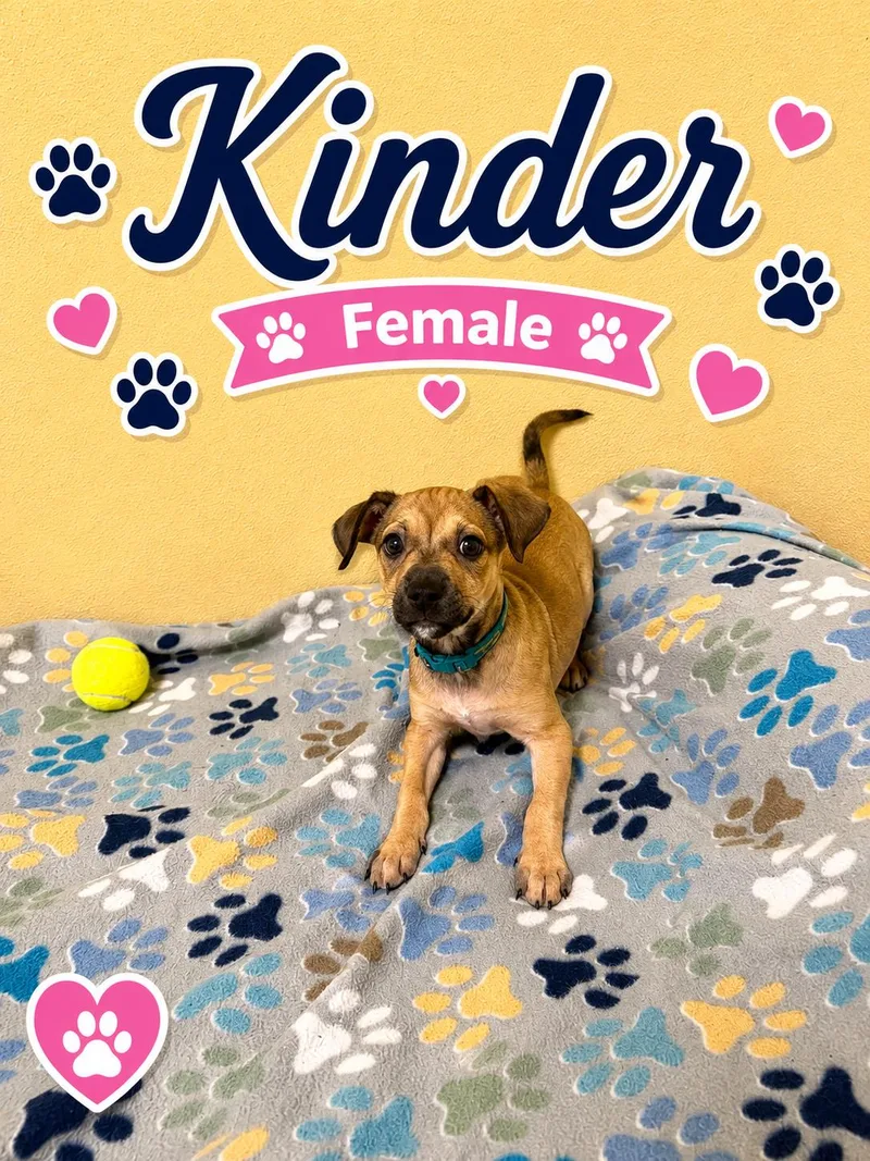 Kinder thumbnail 3