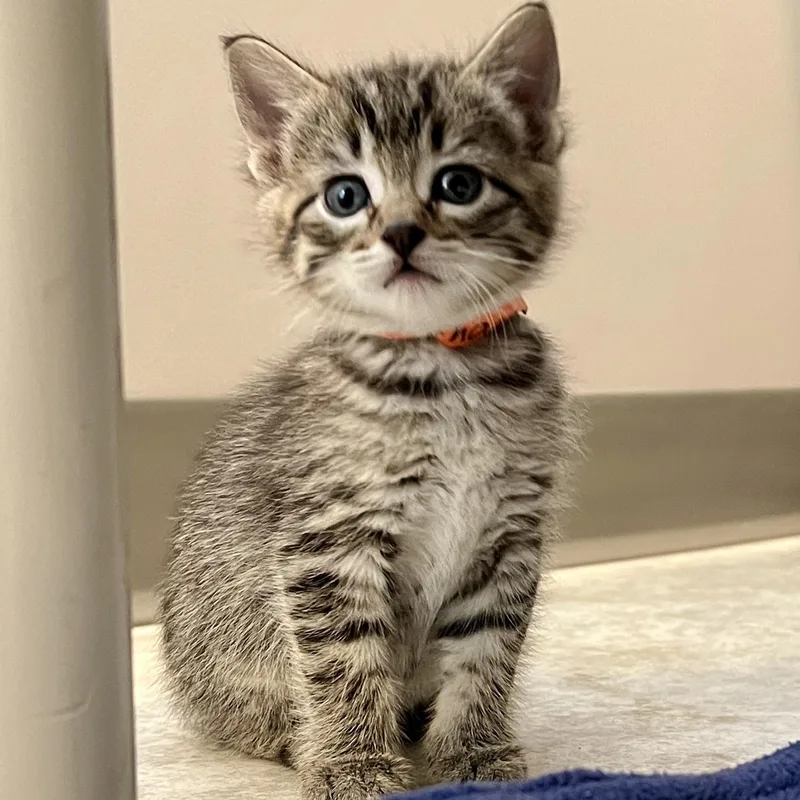 A baby medium-sized female Tabby (Brown / Chocolate) Domestic Short Hair cat named Roshan for adoption in Jamestown, ND