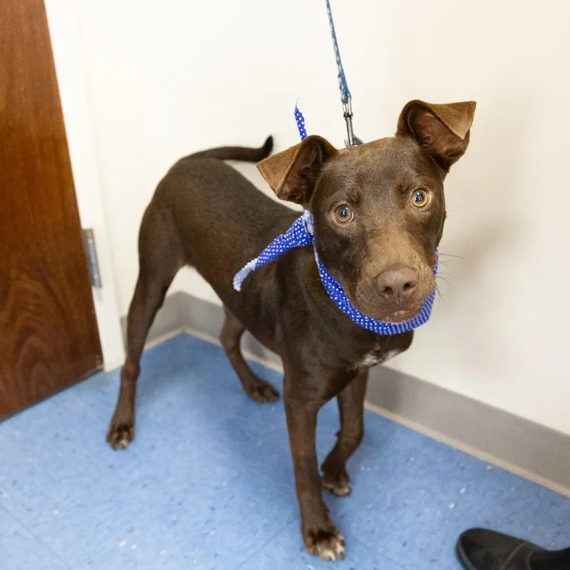 A young medium-sized male Brown / Chocolate Hound dog named Wasabi for adoption in Gainesville, FL