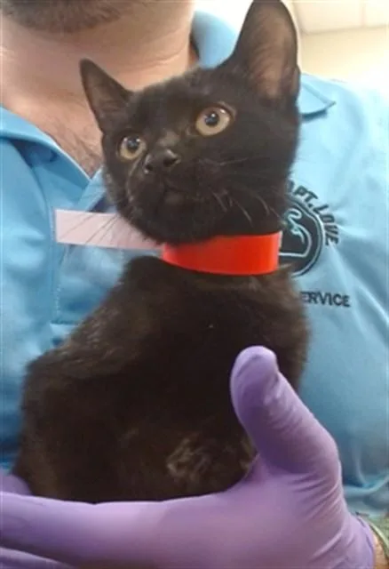 A baby small-sized male Domestic Short Hair cat named Milton for adoption in Miami, FL