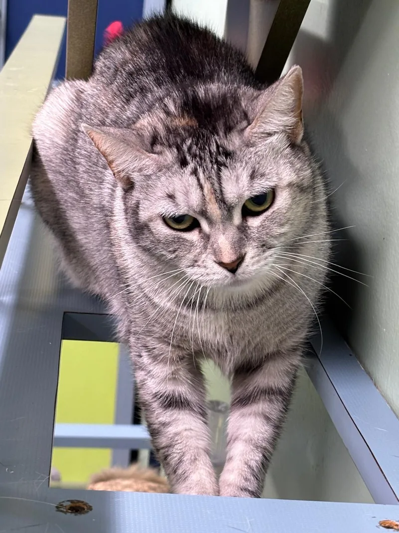 Foxy Lady thumbnail 4