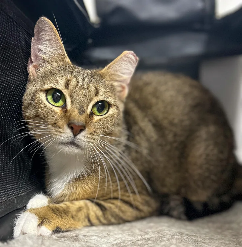 A baby medium-sized female Tabby (Buff / Tan / Fawn) Domestic Short Hair cat named Cora for adoption in Lemoyne, PA