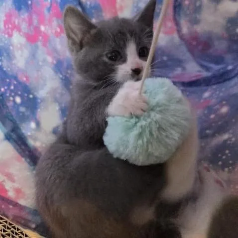 A baby small-sized male Gray / Blue / Silver Domestic Medium Hair cat named Iggy C for adoption in Princeton, MN