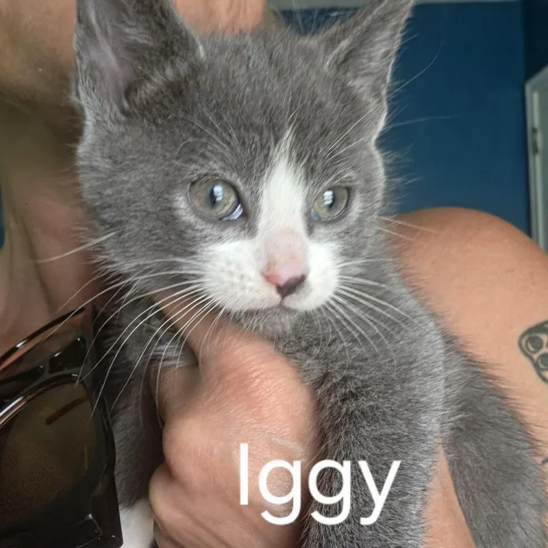 Iggy C thumbnail 2