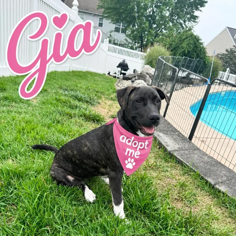 Gia thumbnail 5