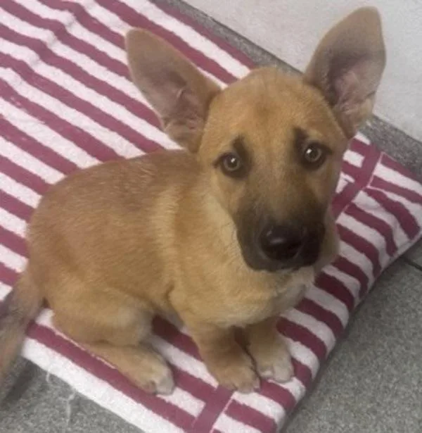 A baby small-sized female German Shepherd Dog dog named Spearmint for adoption in Escondido, CA