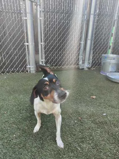 An adult small-sized male Mixed Breed dog named Eddie for adoption in Lafayette, IN