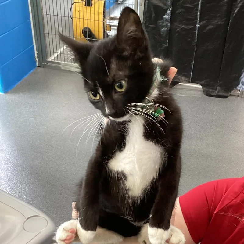 A baby small-sized female Black Domestic Short Hair cat named Savannah for adoption in Montgomery, AL