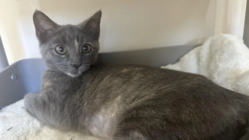 A baby medium-sized female Dilute Tortoiseshell Domestic Short Hair cat named Tahini for adoption in Lemoyne, PA