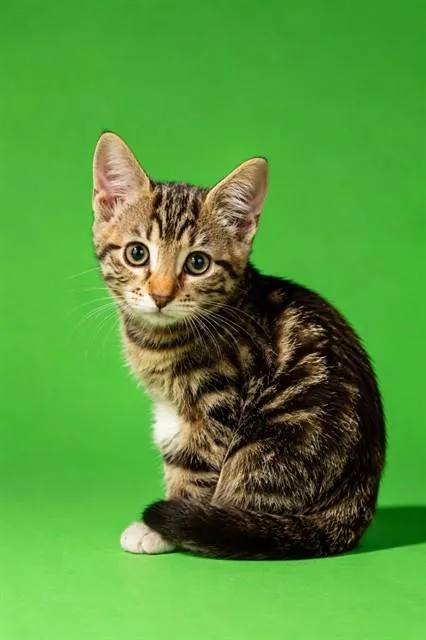 A baby small-sized female Domestic Short Hair cat named Bootsy for adoption in Jacksonville, FL