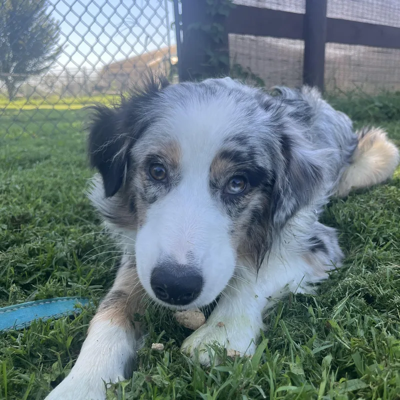 A young medium-sized male Australian Shepherd dog named Phantom for adoption in Fairfax, VA