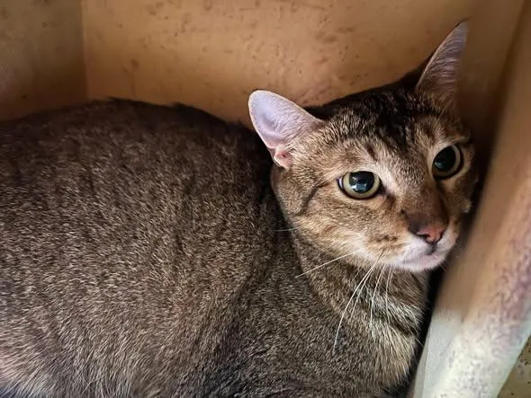 An adult medium-sized female Tabby (Leopard / Spotted) Tabby cat named Rose for adoption in Midlothian, TX