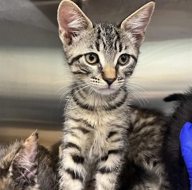 A baby small-sized male Brown / Chocolate Domestic Short Hair cat named Johnny for adoption in Tavares, FL