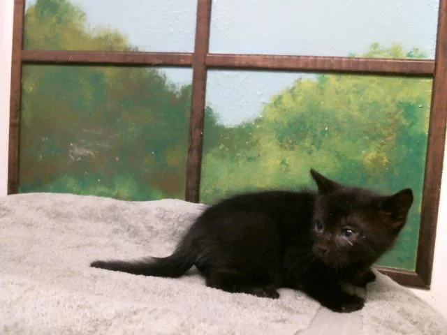 A baby small-sized male Domestic Short Hair cat named Noel for adoption in Houston, TX