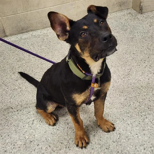 A young large-sized male Australian Kelpie dog named A for adoption in Conroe, TX