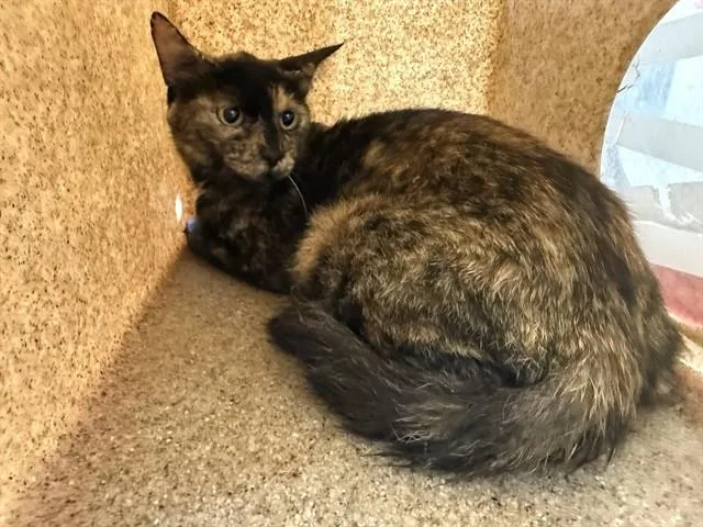 A young medium-sized female Domestic Short Hair cat named Manchas for adoption in Lancaster, CA